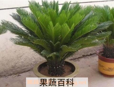 办公室放什么植物风水好