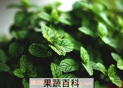 薄荷草的功效与作用