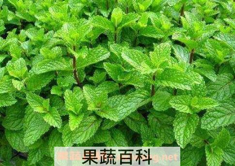 薄荷草的功效与作用