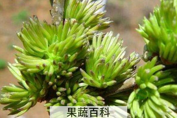 杜仲雄花茶的作用与功效