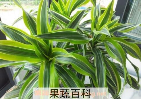 巴西木图片 巴西木怎么养