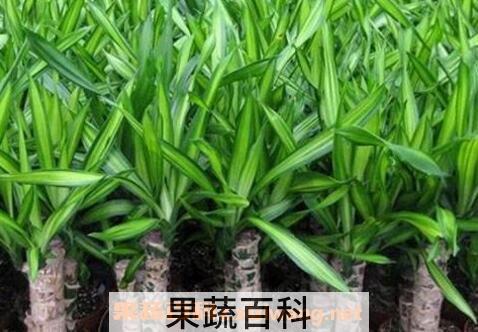 巴西木图片 巴西木怎么养