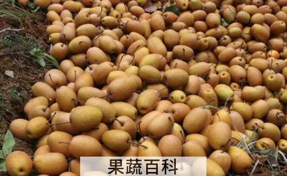 金珠果梨怎么吃 金珠果梨的食用方法