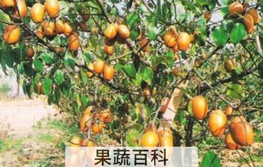 金珠果梨怎么吃 金珠果梨的食用方法