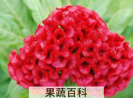 红鸡冠花的功效与作用