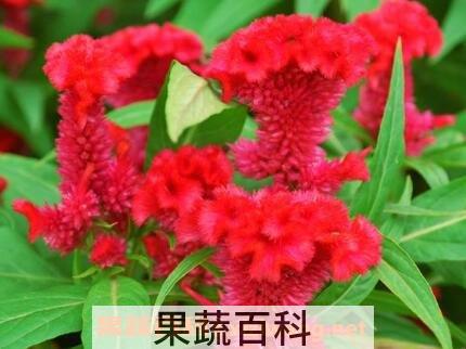 红鸡冠花的功效与作用
