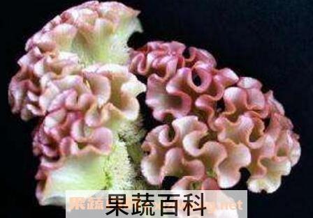 白鸡冠花的功效与作用