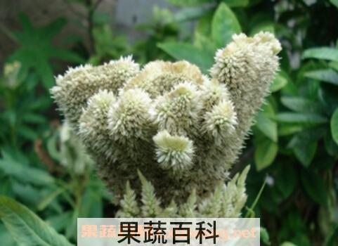白鸡冠花的功效与作用