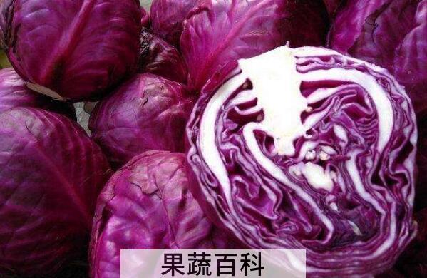 紫甘蓝的副作用有哪些 紫甘蓝的禁忌