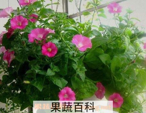 矮牵牛的种植方法