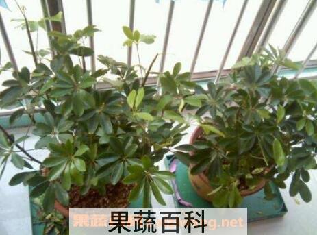 八方来财树的养殖方法和注意事项