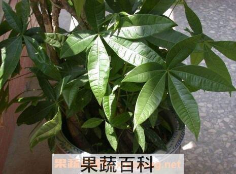 八方来财树的养殖方法和注意事项