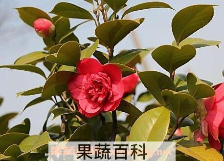  茶花的养殖方法 茶花怎么养