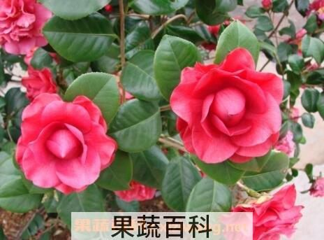 茶花的养殖方法 茶花怎么养