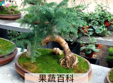 澳洲杉的养殖方法
