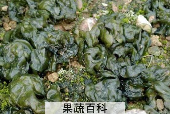 地木耳的功效与作用 干地木耳怎么泡