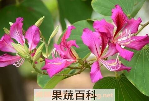 不能放在室内的花图片