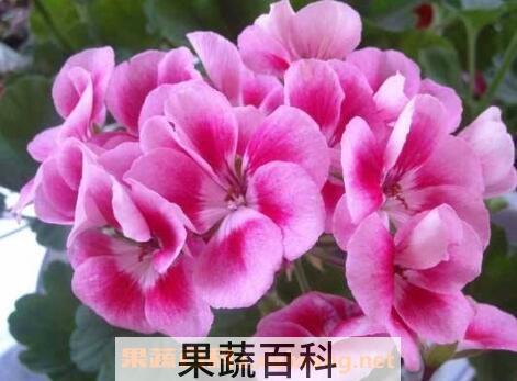 不能放在室内的花图片