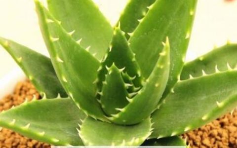 多肉植物不夜城的养殖方法技巧