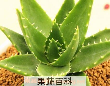多肉植物不夜城养殖方法技巧