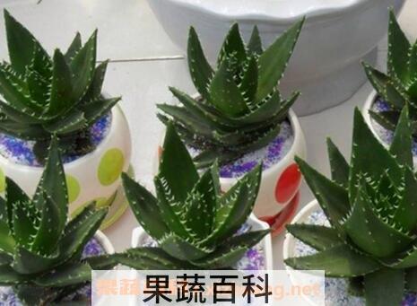 多肉植物不夜城养殖方法技巧