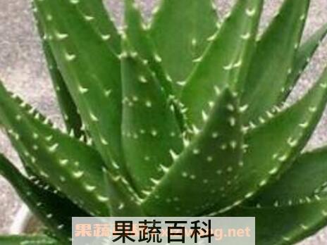 吃芦荟有什么好处