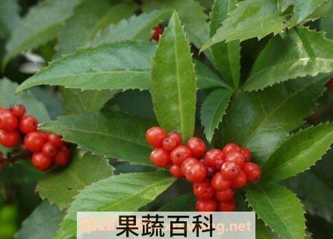草珊瑚的繁殖方法