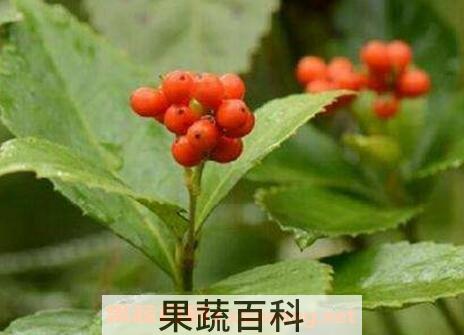 草珊瑚的繁殖方法