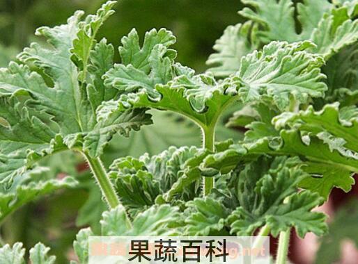 驱蚊植物有用吗 驱蚊子最有效的方法