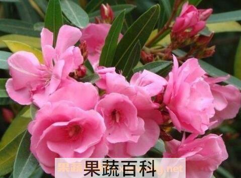 不适宜养在家里的植物