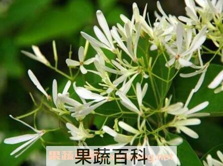 不适宜养在家里的植物