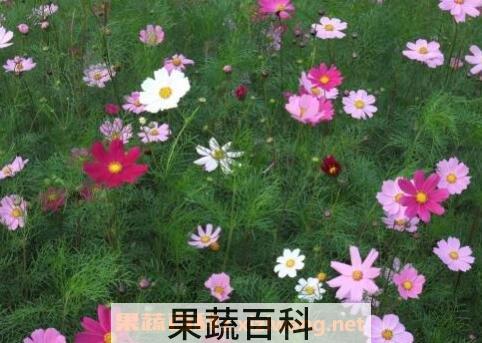 波斯菊怎么种 波斯菊种植方法
