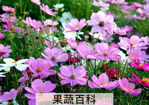 波斯菊怎么种 波斯菊种植方法