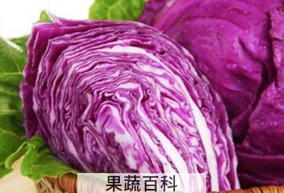 紫色包心菜的功效与作用