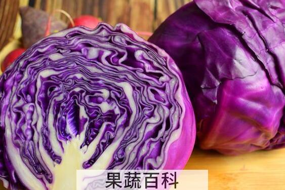 紫色包心菜的功效与作用