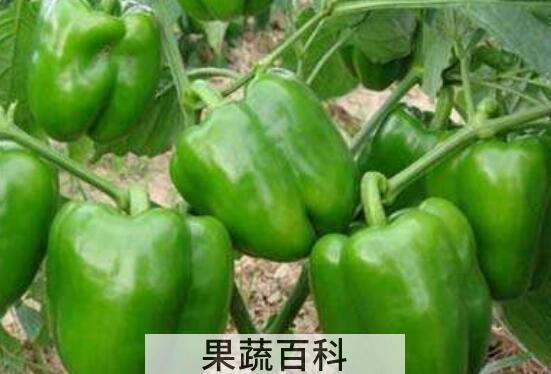 甜椒的功效与作用 甜椒的食用方法