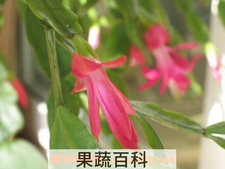 指节花的功效与作用