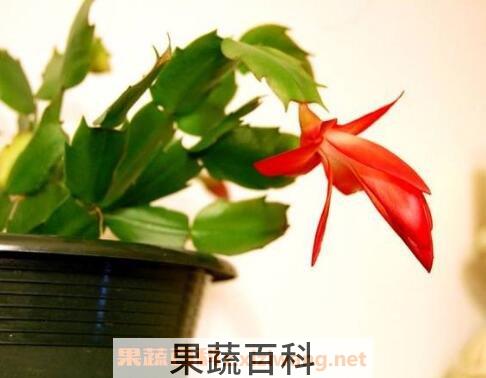 指节花的功效与作用