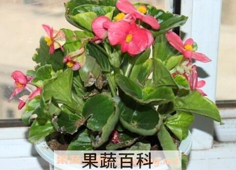 玻璃翠的养殖方法和注意事项