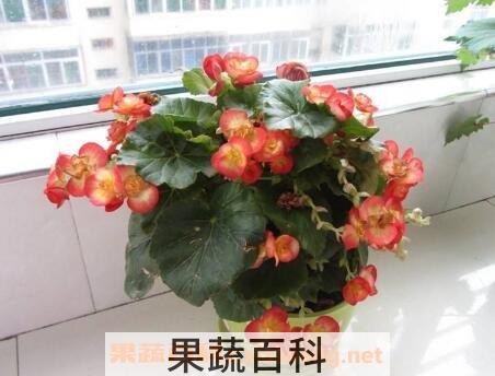 玻璃翠的养殖方法和注意事项