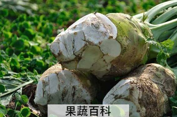 女人吃大头菜的好处与坏处
