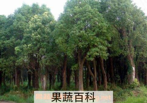 中国有香气树品种大全