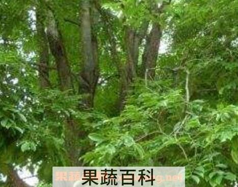 中国有香气树品种大全