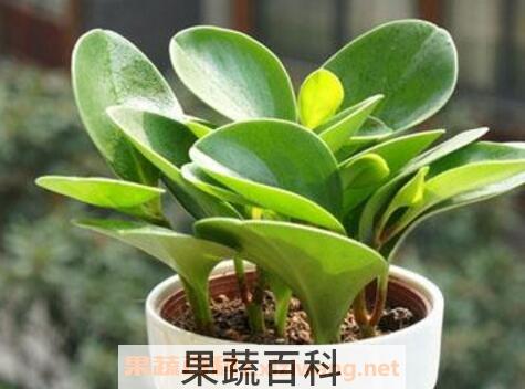 碧玉的养殖方法和注意事项