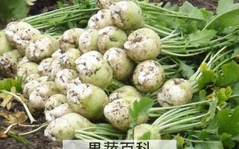 大头菜的功效与作用及禁忌