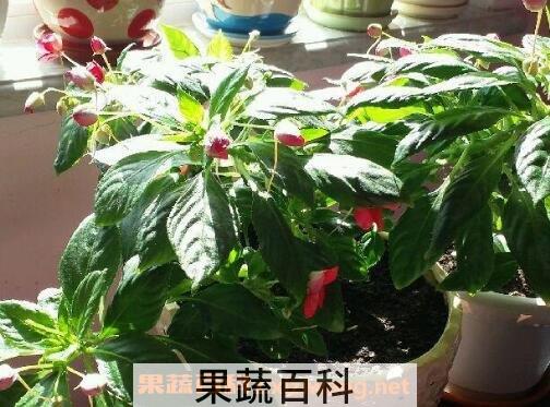 水季草花的养殖方法