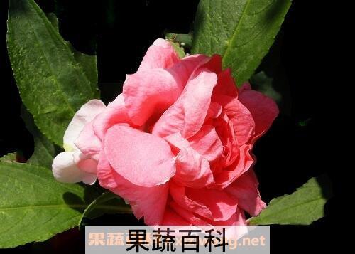 水季草花的养殖方法