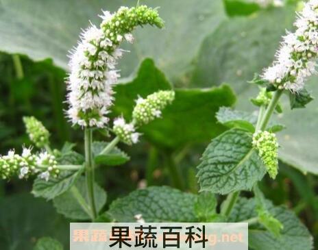 薄荷花的养殖方法和注意事项