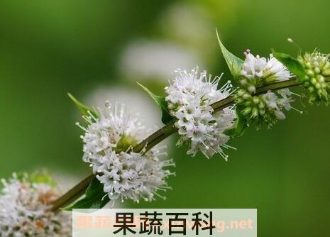 薄荷花的养殖方法和注意事项