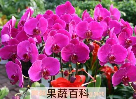 蝴蝶兰花养殖方法和注意事项